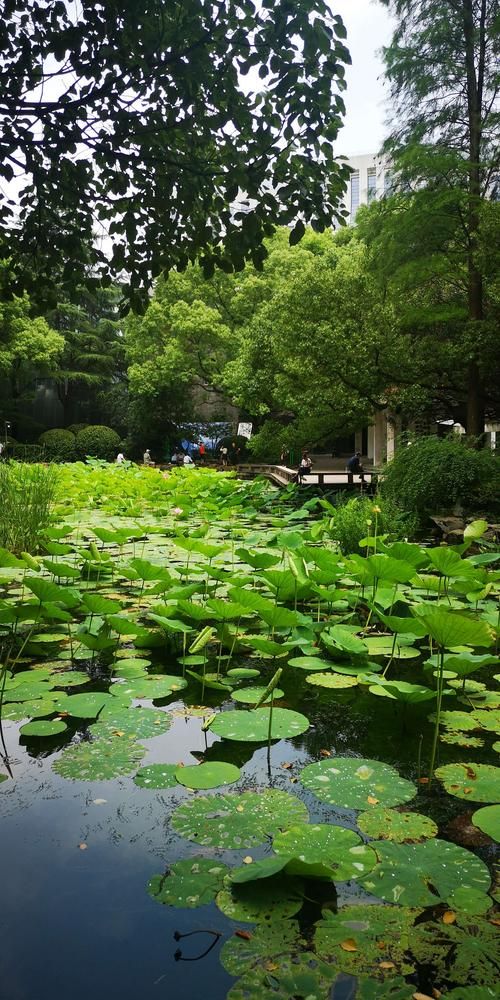 东莞哪里有荷花香烟买 东莞哪里有荷花园