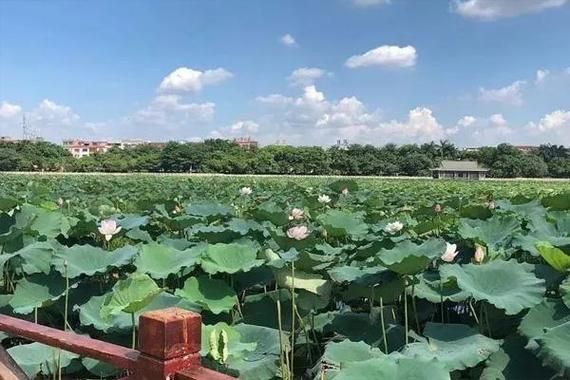 东莞哪里有荷花香烟买 东莞哪里有荷花园