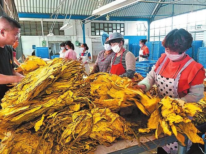 中牟香烟批发市场在哪里 中牟县哪里有卖烟丝的