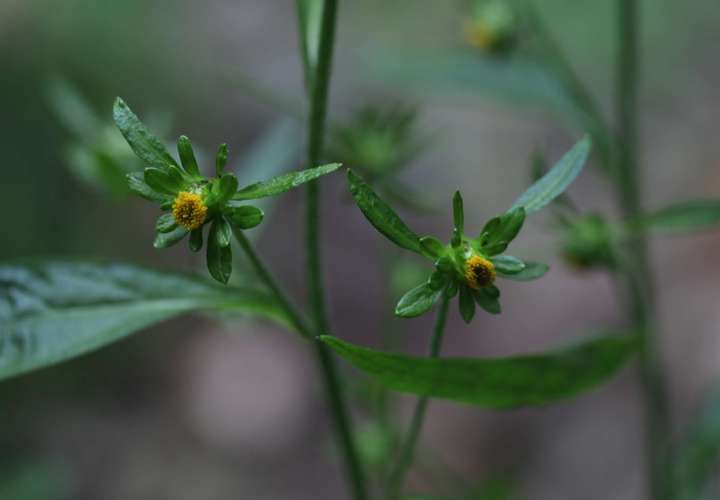 中国的野花香烟有哪些 有名的野花