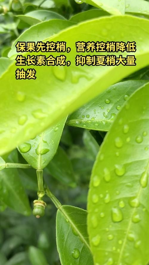 什么时候开始抽夏梢香烟 夏梢抽发时间