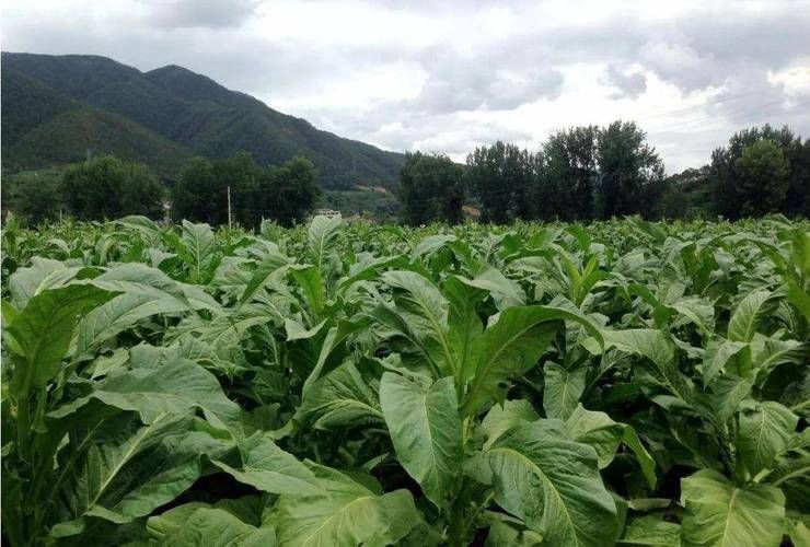 什么时候好种植香烟草 什么季节种烟草