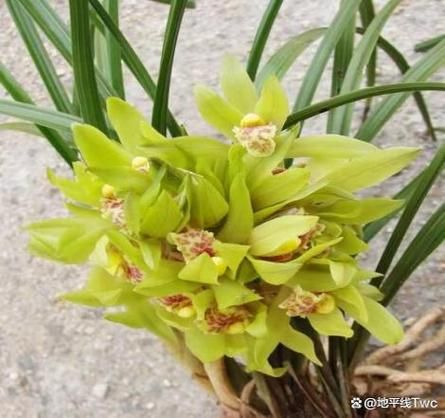 什么香烟能杀兰花 什么除草剂能杀死兰花草