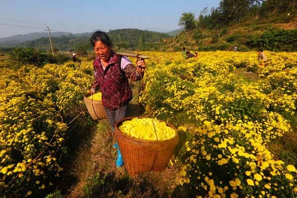 全州哪里有花田香烟卖的 全州哪里有花卉市场