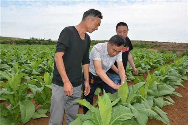 内乡哪里卖紫竹香烟的 内乡烟叶