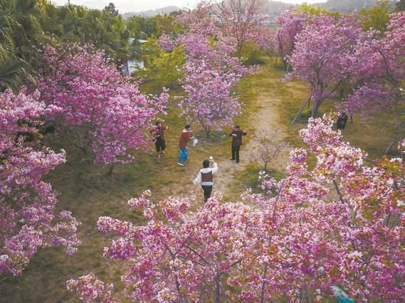 仙游哪里有花田香烟卖 仙游哪里有花田香烟卖呀