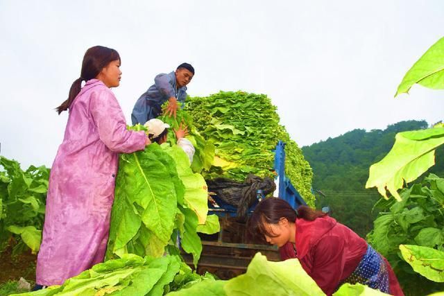 农村种什么香烟赚钱多呢 农村种烟草赚钱吗