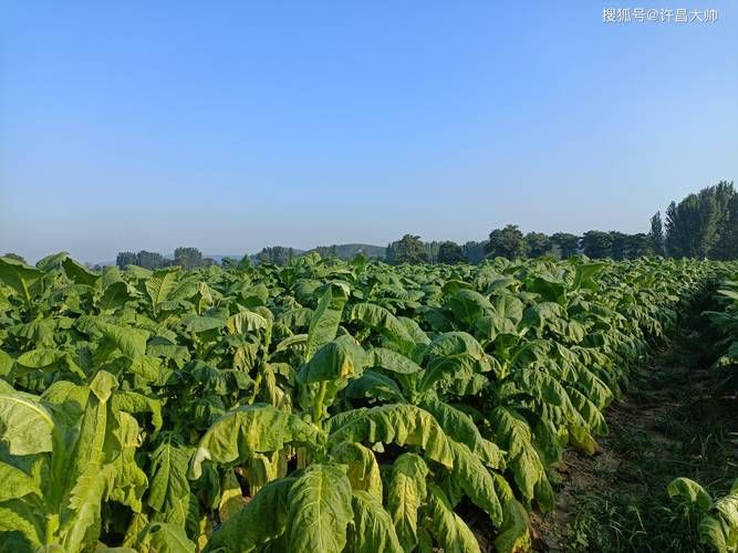 兴化哪里有香烟烟丝卖 兴化哪里有香烟烟丝卖呀