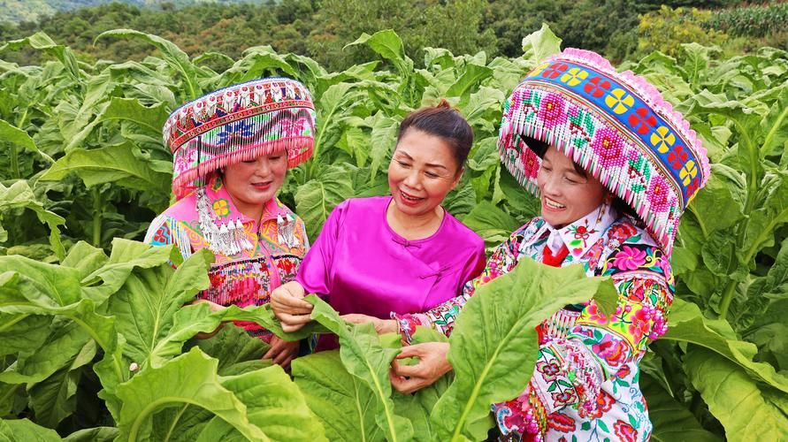 保山香烟种植基地在哪里 保山香烟种植基地在哪里有