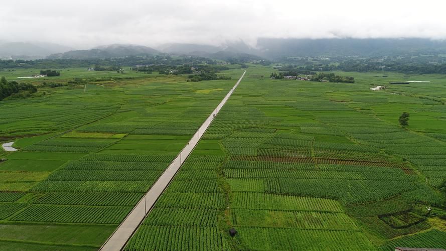 保山香烟种植基地在哪里 保山香烟种植基地在哪里有