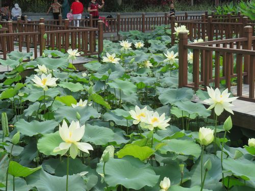 厦门为什么不卖荷花香烟 厦门哪里有荷花花海