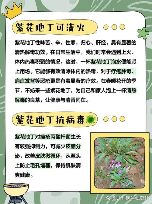 哪里可以买紫地丁香烟盒 紫地丁香有什么作用