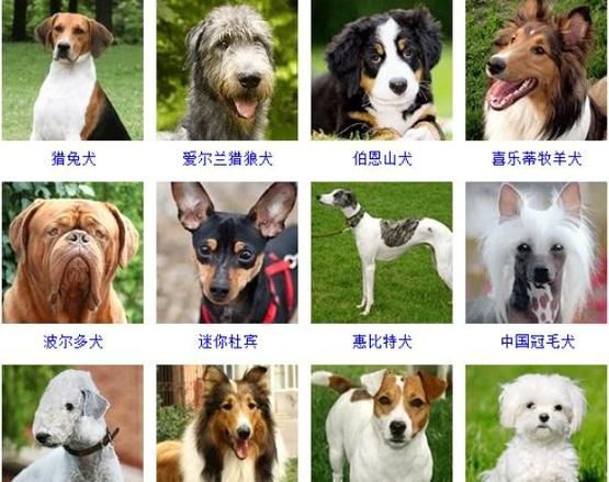 名犬香烟哪里产的最好抽 名犬有哪些品种