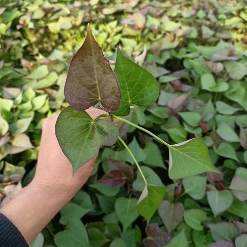 哪里有香烟种苗卖 哪里有卖香烟种子的