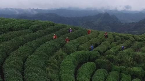 古丈县香烟批发市场在哪里 古丈县什么茶叶最值得买