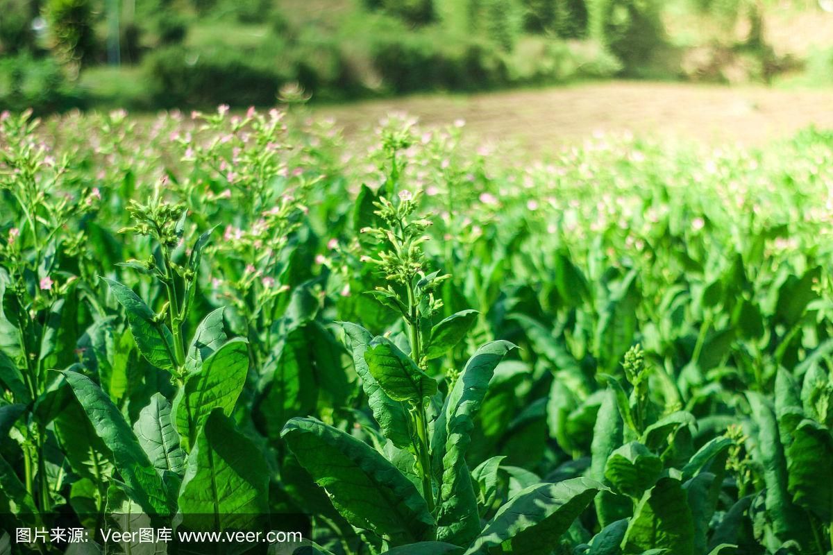 什么树叶可以当香烟用的 哪些植物叶子可以当烟草