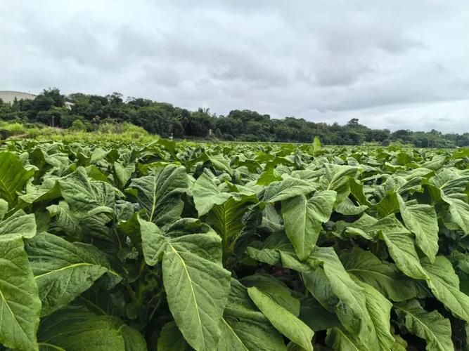 国家香烟种植基地有哪些 国家烟叶种植