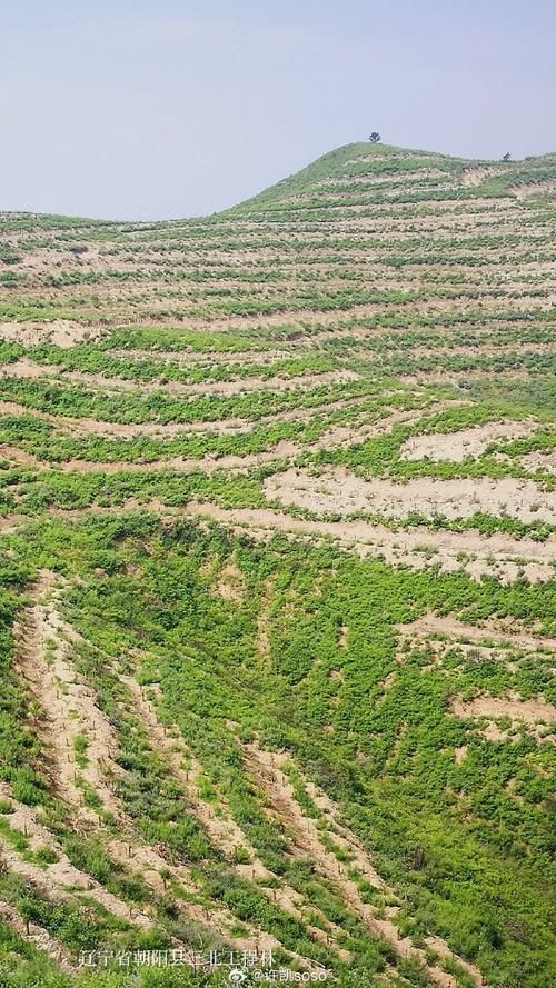 安徽哪里能种香烟树呢 安徽可以种植什么名贵树木