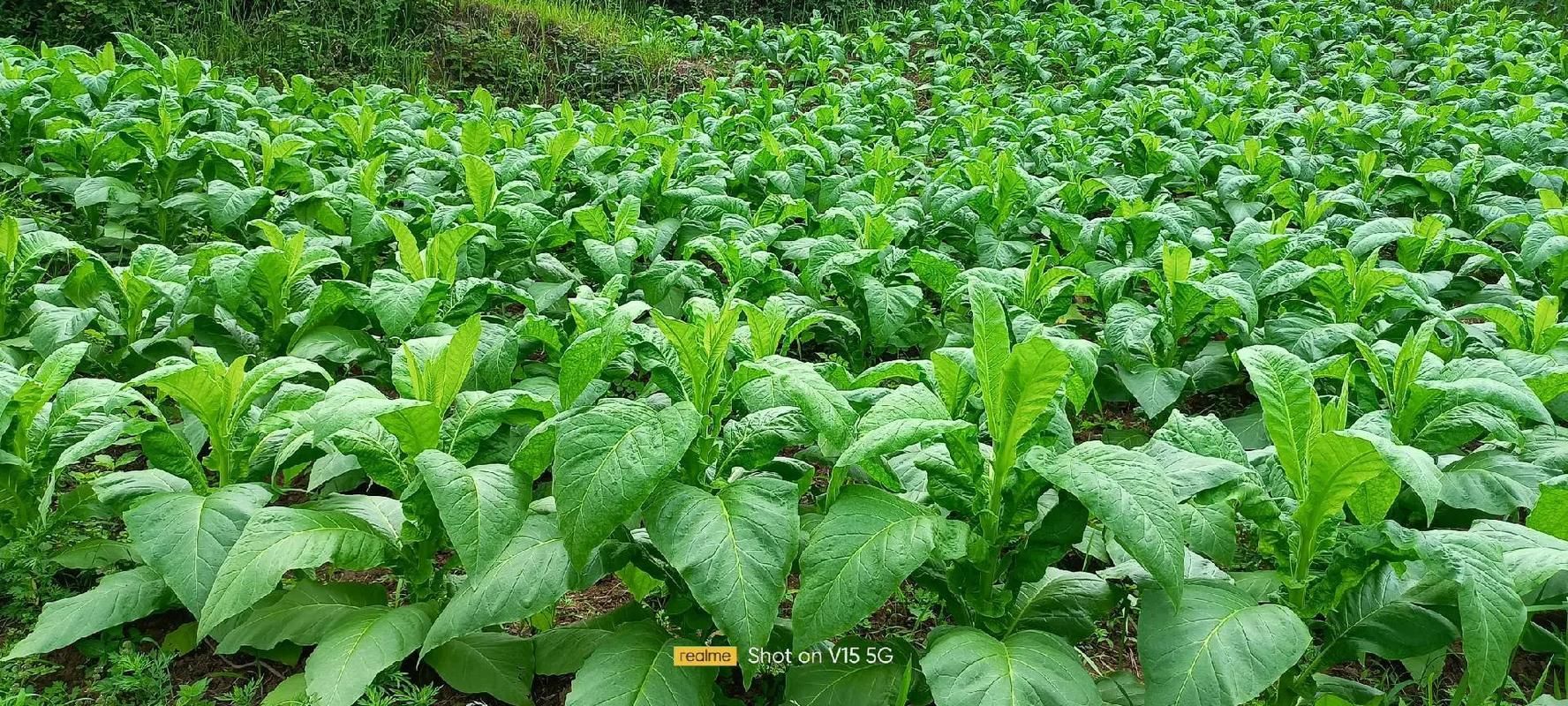 弥渡最大的香烟店叫什么 弥渡县烤烟种植面积