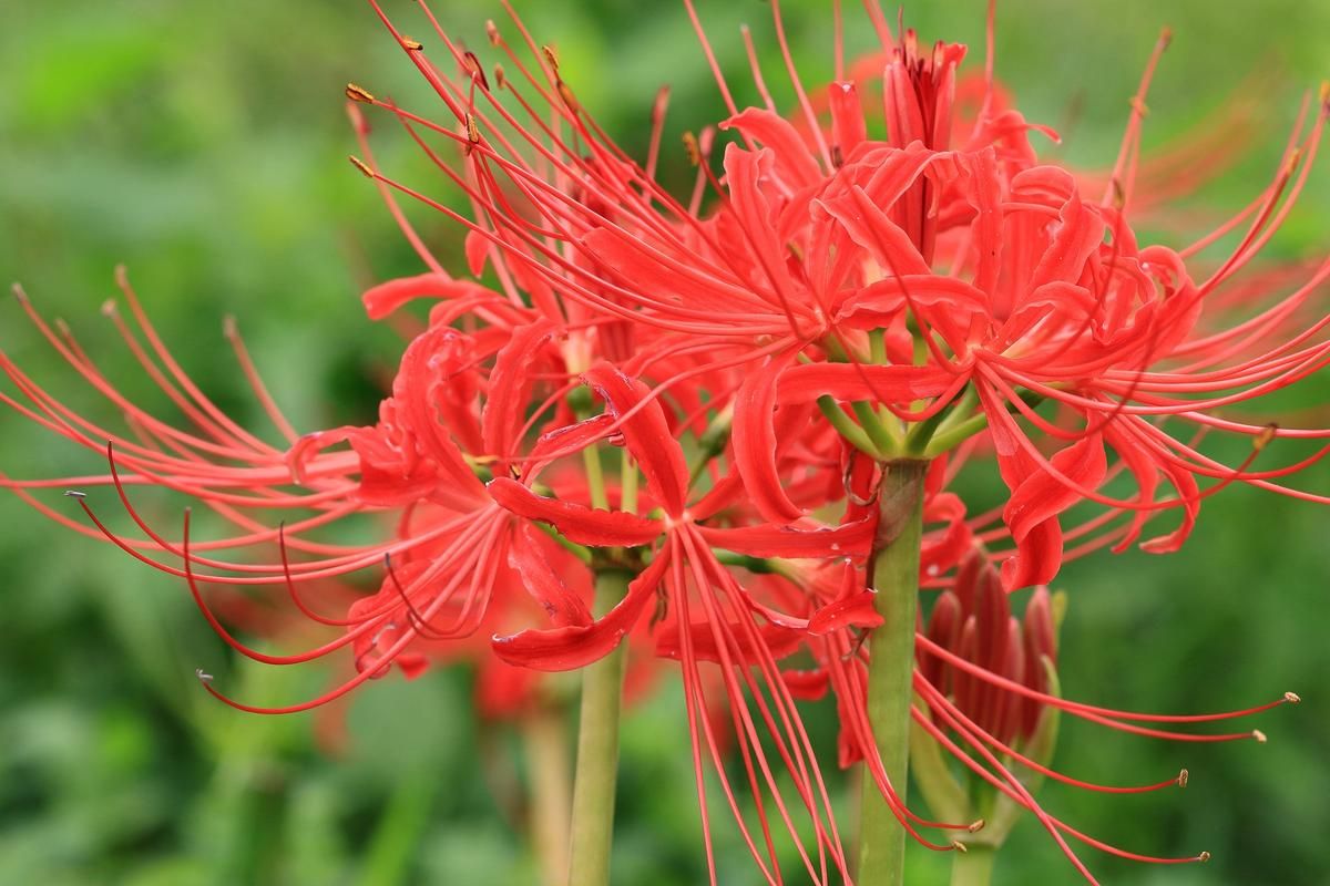 彼岸花加香烟是什么鱼 彼岸花香有毒吗能碰吗