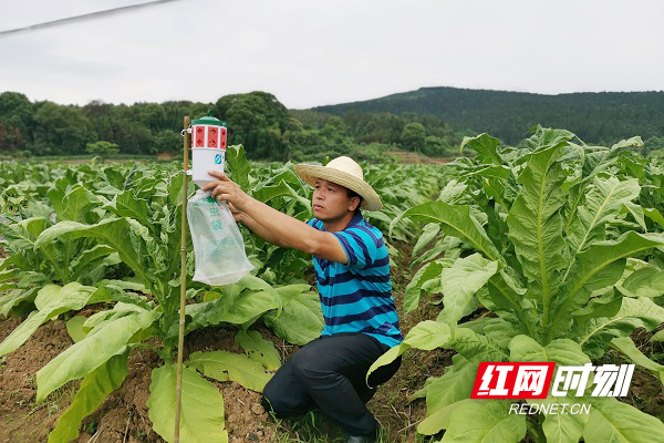 桂阳什么香烟好吸一点 桂阳什么香烟好吸一点儿