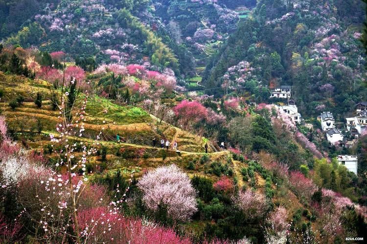 歙县哪里可以包香烟花 歙县哪里有花海