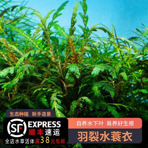 水草香烟多少钱 水草香烟多少钱一包