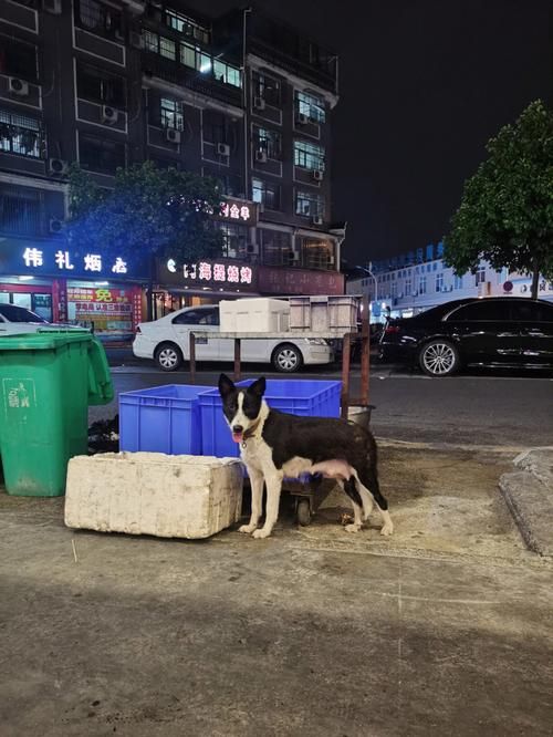 杭州流浪香烟哪里有 杭州的流浪狗怎么处理的