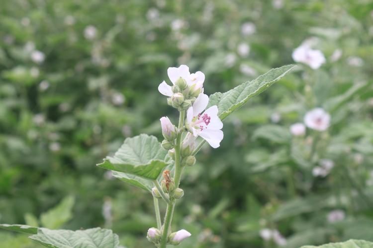 棉花香烟有哪些 棉花烟草的芽是属于什么芽