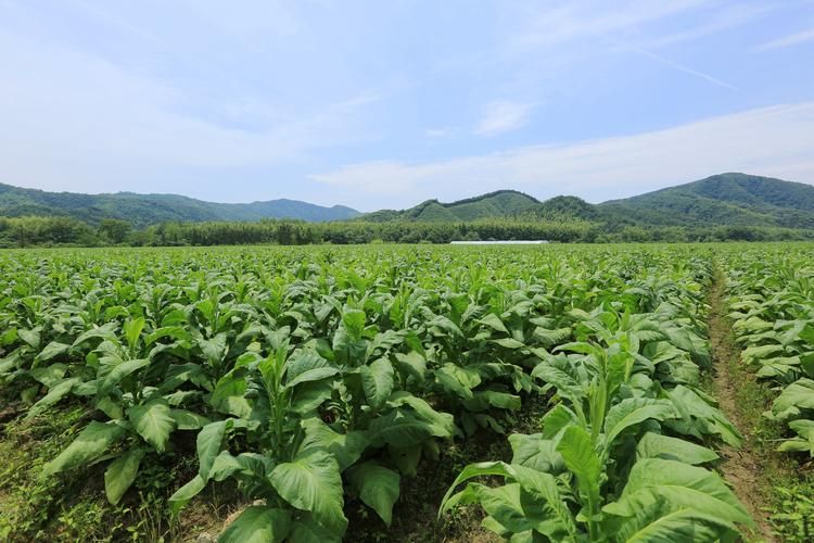 池州哪里有香烟货架买呀 池州烟叶