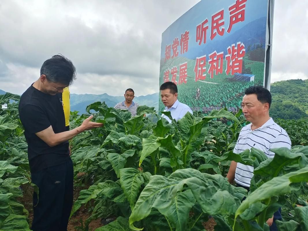 湖北中烟代工厂有几家 湖北中烟的烟叶来自哪里