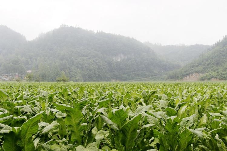 武汉湖北中烟代工厂 湖北中烟的烟叶来自哪里