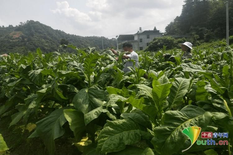 湖南哪里盛产芦苇香烟草 湖南种植烟叶的地方