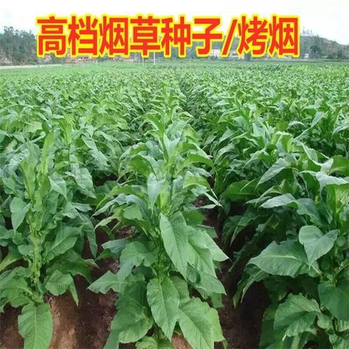 香烟里是什么植物 香烟里是什么植物的种子