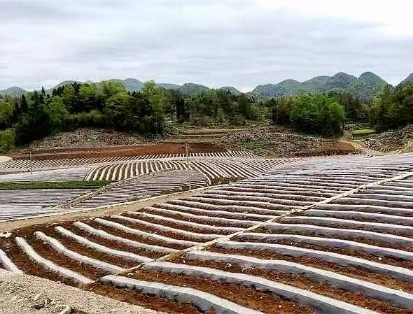 种植什么香烟最赚钱最快 种烟叶挣钱吗